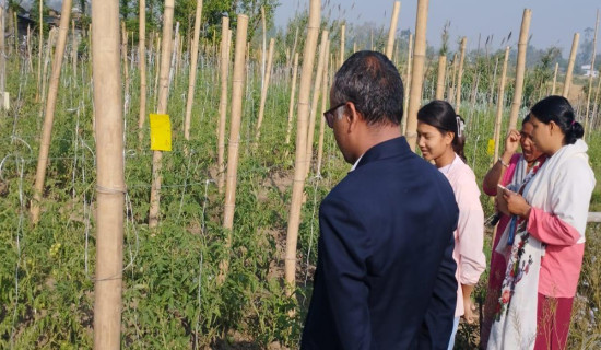 विषादीरहित तरकारी उत्पादनमा किसान