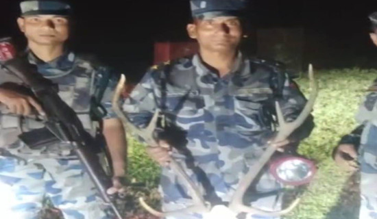 दाङबाट जडीबुटी निर्यात बढ्दो