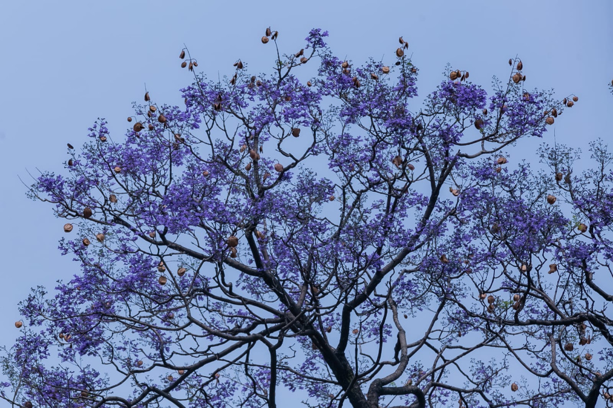 बैजनी रङमा रङ्गिएको काठमाडौँ (फोटो फिचर)