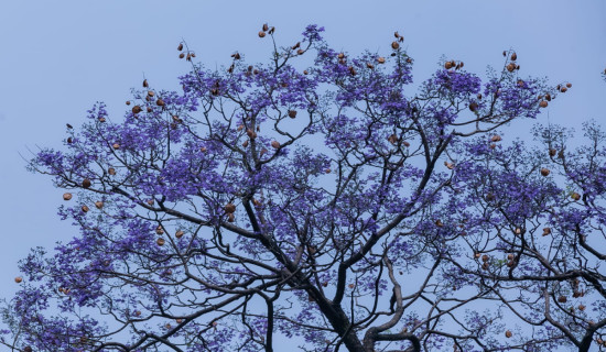 बैजनी रङमा रङ्गिएको काठमाडौँ (फोटो फिचर)