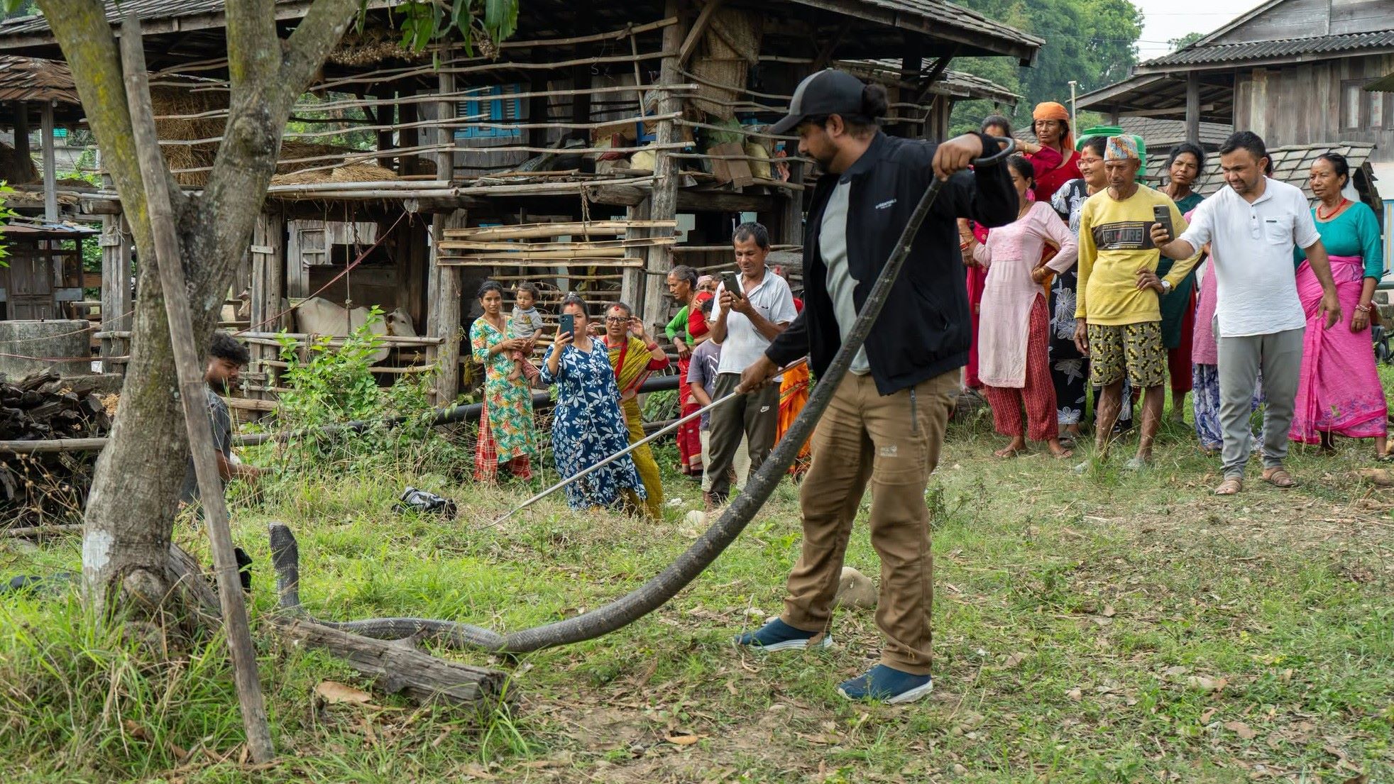 एघार फिट लामो राजगोमनको उद्धार