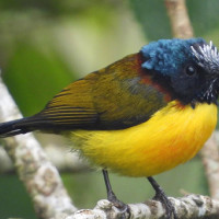 झापा दोस्रो पटक विराट गोल्डकप च्याम्पियन