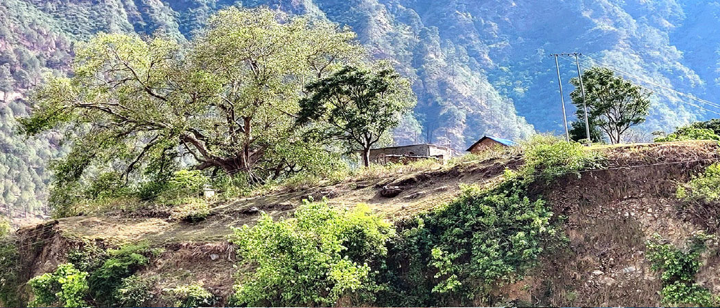 समावेशीकरणको दिशामा नयाँ फड्को : गोरखापत्रद्वारा प्रकाशित बझाङी  भाषा