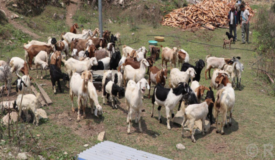 भैँसीपालन व्यवसाय छाडेर बाख्रापाल : वार्षिक लाखौँ आम्दानी लिन्छन् गौचन