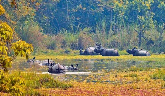दुर्लभ एकसिङे गैँडाको चोरीसिकार शून्य