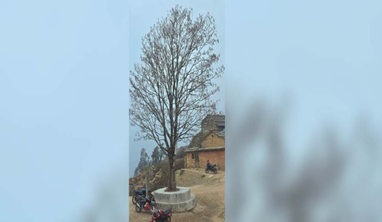 लाँकुरीको रुख छुट्याउँछ सुर्खेत र जाजरकोट