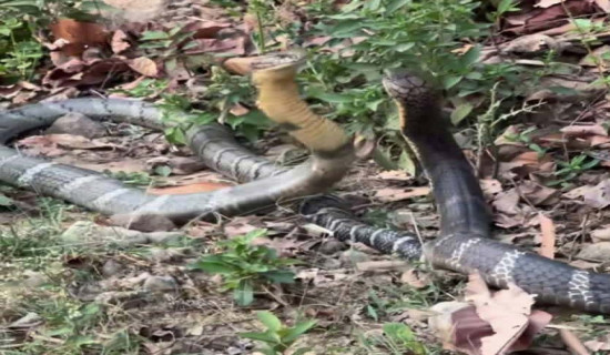 देखियो दुर्लभ राजगोमन