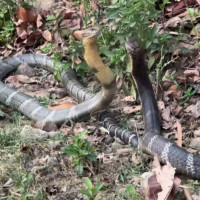 लोकसेवा तयारी विशेष : वस्तुगत प्रश्नोत्तर