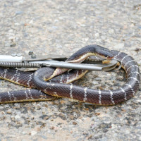 निर्वाचन क्षेत्रमा दीर्घकालीन महत्त्वका योजना : गृहमन्त्री खाण