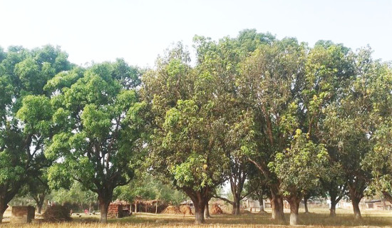 मधुवा रोगले आँप उत्पादन घट्ने अनुमान