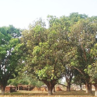 असुरक्षित गर्भपतन गराउँदा गीताको मृत्यु, दुई चिकित्सकसहित पाँच जना पक्राउ