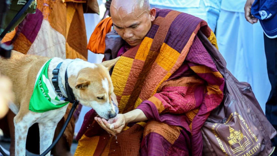 शान्ति पदयात्रा र सेलिब्रेटी कुकुरले तानेको ध्यान