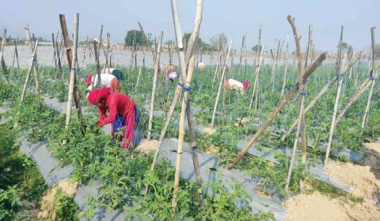 व्यावसायिक कृषिले गाउँमै रोजगारी