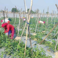 चितवन–२ मा परिवार नै विभाजन