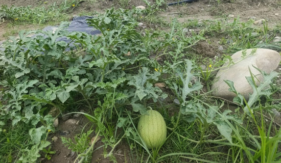 दरौदी बगरमा तरबुजा खेती सफल, किसान उत्साहित