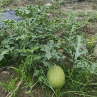 जिल्लाभर एक मात्रा महिला अध्यक्षमा निर्वाचित