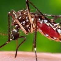 लागुऔषध कारोबारी पक्राउ