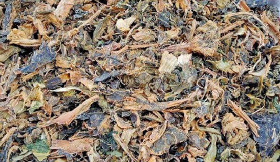 तोकियो पहिलो पटक गुन्द्रुकको गुणस्तर