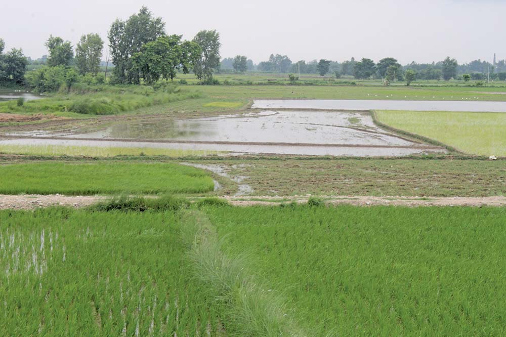 चैते धानमा किसानको आकर्षण