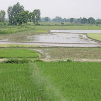 सडकछेउका रङ्गीन फूलले बढायो कुहुँको आकर्षण