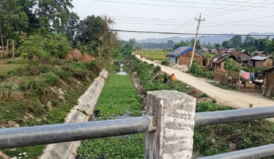 सडकछेउका रङ्गीन फूलले बढायो कुहुँको आकर्षण