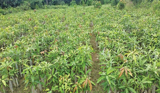 जसपाद्वारा प्रत्यक्ष निर्वाचित कार्यकारी राष्ट्रपति प्रणालीको माग