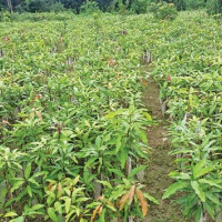 पहिचान र अधिकारको एजेण्डा बचाउन एकता आवश्यकता : जसपा सचिव साह