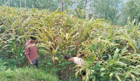 पहिचान र अधिकारको एजेण्डा बचाउन एकता आवश्यकता : जसपा सचिव साह