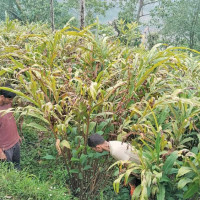 पशुपतिनाथ मन्दिरभित्रका फलामे बार हटाइने
