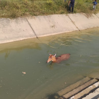 प्रधानमन्त्री प्रचण्डद्वारा समवेदना व्यक्त