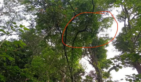 गोरखामा सिङ्गुसले चिलेर १० जना घाइते