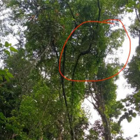 करार कर्मचारी हटाउन आनाकानी