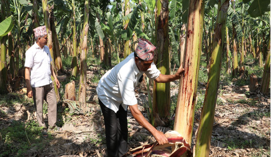 पाठ्यक्रम नयाँ, विधि पुरानै