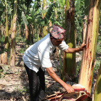 रुपनी गाउँपालिकाका किसानलाई परिचयपत्र
