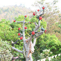 नयाँ सरकारले खेलकुदको लुतो फालोस्  : दीपक विष्ट