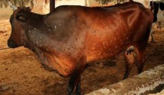 प्रधानमन्त्री कप : एपिएफ र गण्डकीलाई सफलता