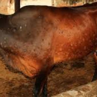 १०० वर्ष अघिको गोर्खापत्र