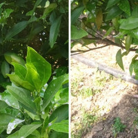 न्याय र परिपूरणमा ढिलाइ