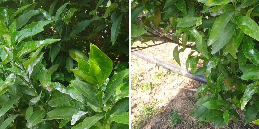 नयाँ पालुवामै खराने रोग देखिएपछि सुन्तला किसान चिन्तित