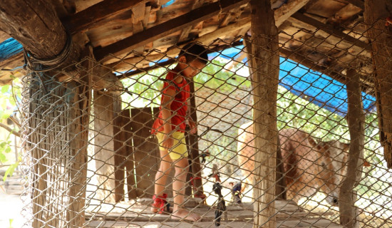 पाँच वर्षदेखि बाख्राको खोरमा आठ वर्षीया बालिका