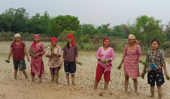 कृषि आधुनिकीकरण कार्यक्रममार्फत चैते धान प्रवर्धन