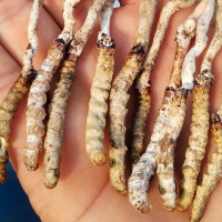 कांग्रेस केन्द्रीय कार्य सम्पादन समितिको बैठक सुरु