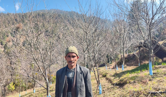 किसानको स्याउ खेतीप्रति आकर्षण बढ्दो