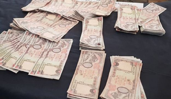 तराईबाट हराउँदै करिया कमोद