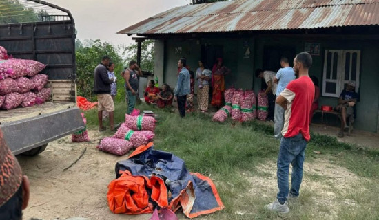 लसुनको मूल्य घट्दा किसान मारमा