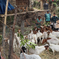 चियाको आयातनिर्यात दुवै बढ्यो
