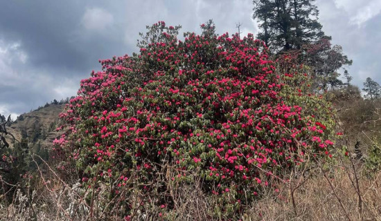 लालीगुराँस फुलेपछि हम्पालमा बढे पर्यटक