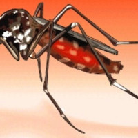 समावेशीकरणको दिशामा नयाँ फड्को : गोरखापत्रद्वारा प्रकाशित तामाङ  भाषा