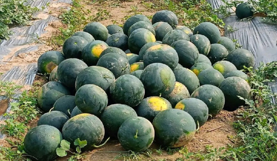 माथिल्लो तहमा कर्मचारीको दरबन्दी धेरै तल्लोमा कम गर्न नपाइने