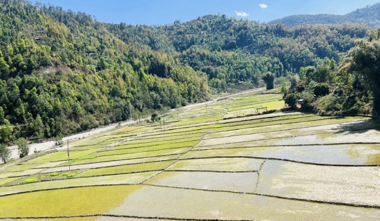 प्रत्येक वर्ष चैते धान रोप्ने क्षेत्रफल घट्दै